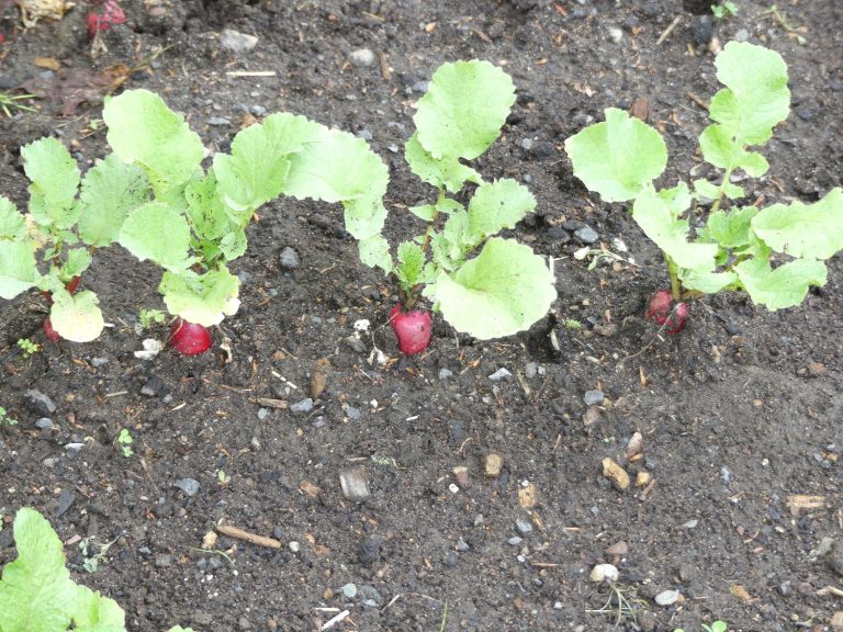 A Brief History of Radishes