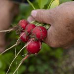 Radish: Benefits, Nutrition, Tips