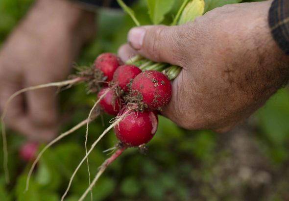 Radish: Benefits, Nutrition, Tips